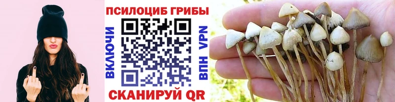 Псилоцибиновые грибы мухоморы  наркота  Мичуринск 